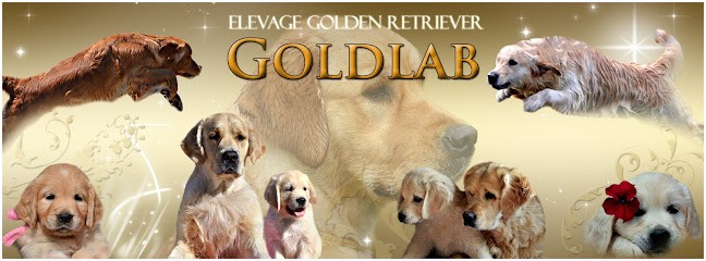 Elevage GOLDLAB - Golden Retriever, Eleveur de Chiens à Saint-Pompain