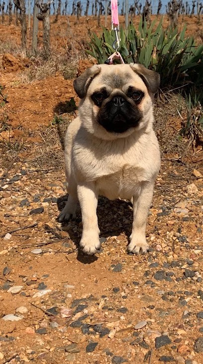 Les Guerriers Cathares, Eleveur de Chiens à Béziers