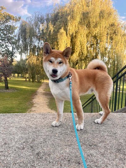 Temple Okami Elevage de Shiba Inu, Eleveur de Chiens à Foëcy