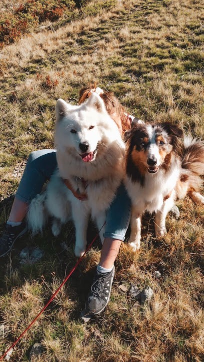 Dog's Souls - Educateur Canin Comportementaliste Narbonne - Méthode Positive, Dresseur de Chiens à Narbonne