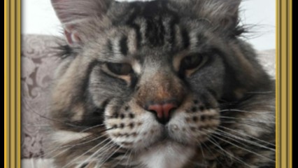 Elevage canin et félin Von Hoehenzoller, Eleveur de Chiens à La Landec