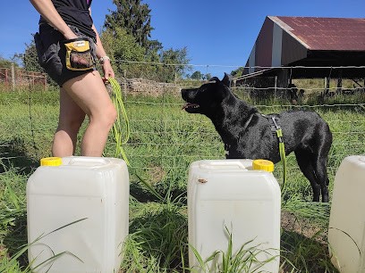 CAT'CANIN - Educateur Comportementaliste Canin Et Petsitter, Dresseur de Chiens à Zimmersheim