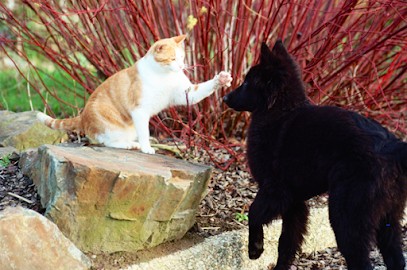 Au Jardin Des Amis à 4 Pattes, Pension pour Chiens à Landujan