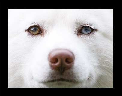 Élevage familial de pomskys minis et toys - P’tits Poms d’Amour, Eleveur de Chiens à Montlignon