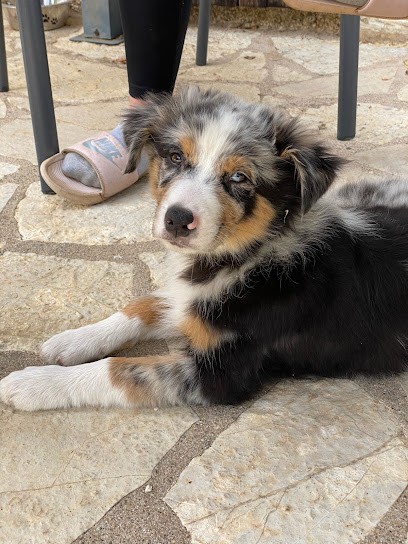 La truffe à l'oreille, Dresseur de Chiens à Soturac