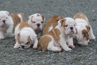 Land Van Mechelaar, Eleveur de Chiens à Beaupréau-en-Mauges