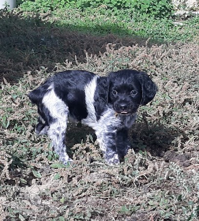 Alrivie Isabelle, Eleveur de Chiens à Meilhan-sur-Garonne