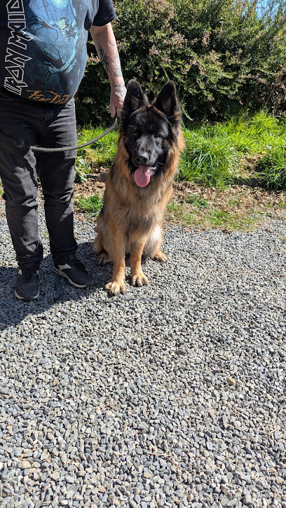 Breizh Heson Ki - Educateur Canin À Landivisiau, Dresseur De Chiens à Landivisiau