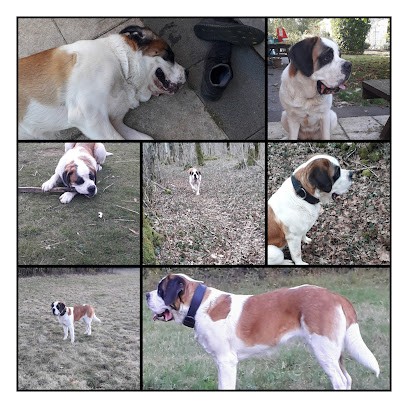 Des terres de tholus, Eleveur de Chiens à Montrond