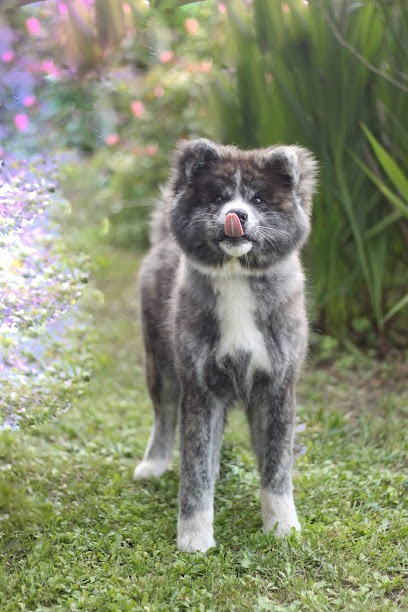 No Tensai élevage D’Akita Inu, Eleveur de Chiens à Villenave-d'Ornon