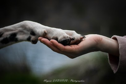 La Toutounière, Pension pour Chiens à Moréac