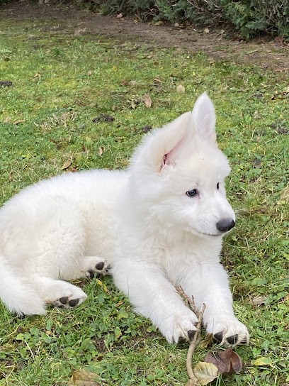 De L'aige De La Tournelle : Berger Blanc Suisse Et Boston Terrier, Eleveur de Chiens à Minot