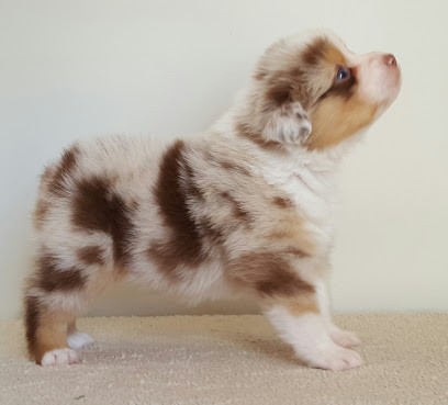 Elevage The Touch Of Madness Berger Australien, Epagneul Nain Continental Papillon, Eleveur de Chiens à Malintrat