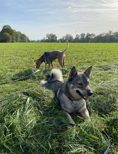 Faire Équipe - Éducation Canine & Humaine Dresseur De Chiens à Strasbourg