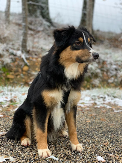 Elevage De L'énergie En Folie, Éleveur De Chiens à Marsaz