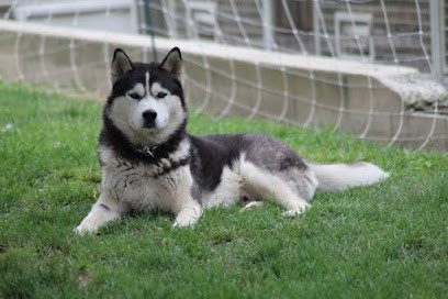 Elevage des ambassadeurs d'Auvergne, Eleveur de Chiens à Séreilhac