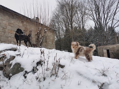 LA MEUTE DES 3 SOURCES - Éducateur Canin Et Félin, éducation Du Chiot, Pension Canine, Comportements, Dresseur de Chiens à Tence