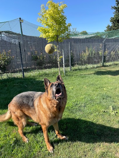 La Pension De Léa, Pension pour Chiens à Lançon-Provence