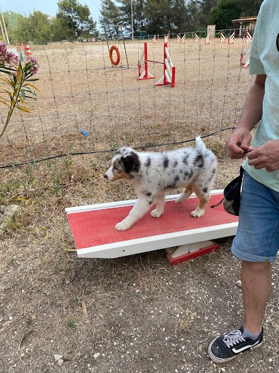 Tony MOUCHEGHIAN Educateur Canin Et Comportementaliste Canin, Dresseur de Chiens au Revest-les-Eaux
