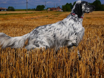 Chenil Du Clos De La Roseraie, Eleveur de Chiens à Nomain