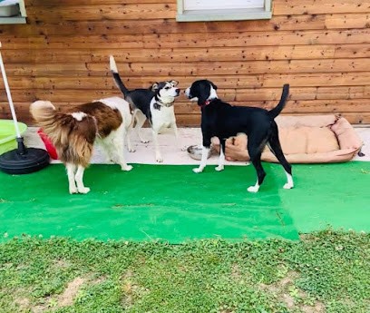 Pension Canine Chien Zen, Pension pour Chiens à Bébing