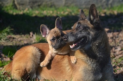 Elevage canin de Malinois et Bouledogues Français Des nuits de rêves, Eleveur de Chiens à Pellefigue