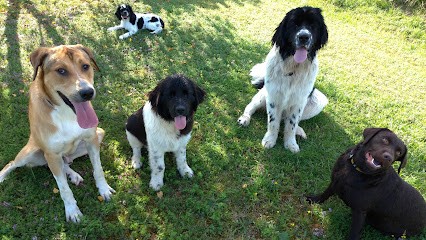 Pension Liberté Des 4 Pattes, Pension pour Chiens à Parmilieu