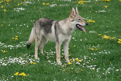 DU CLOS DES GUERRIERS, Eleveur de Chiens à Richwiller