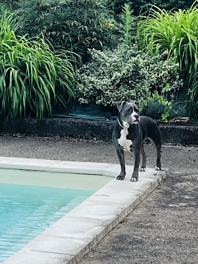 La Pension De L'olivier, Pension Pour Chien à Replonges