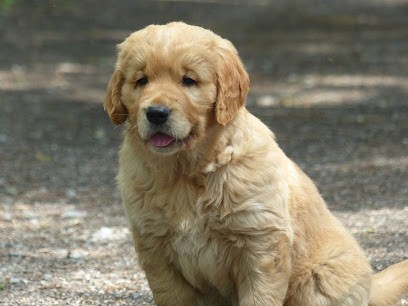 Elevage O'Carpe Diem des Museaux - Golden Retriever -Bichons havanais chocolat, Eleveur de Chiens à Erdre-en-Anjou