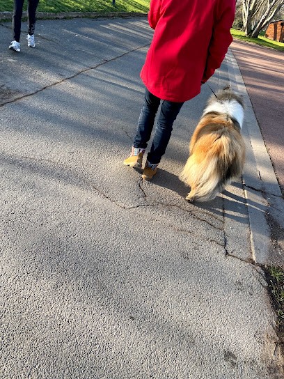 Dogaction Educateur et pension Canine 36, Dresseur de Chiens à Niherne