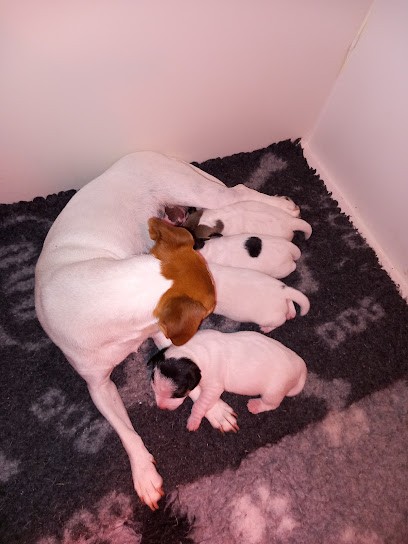 Elevage de la Poirodière, Eleveur de Chiens à Montpon-Ménestérol