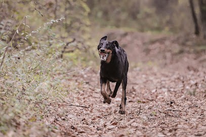 Education Canine Drômoise, Dresseur de Chiens à Vaunaveys-la-Rochette