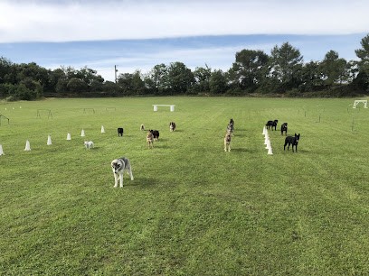 CSECSA, Dresseur de Chiens à Pertuis