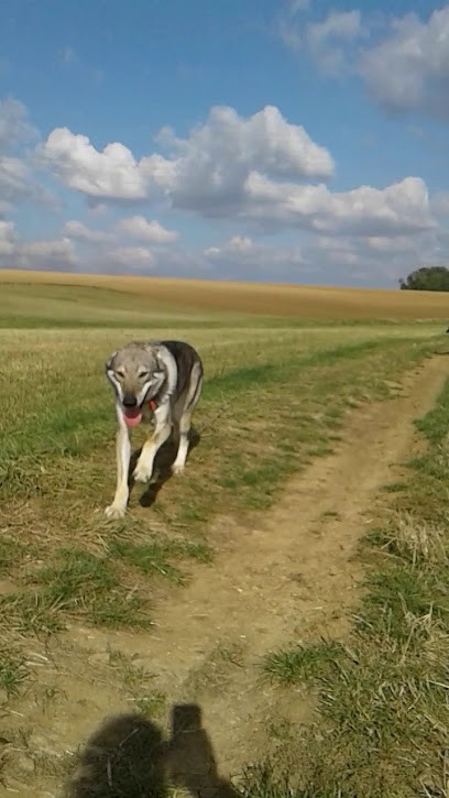 Chaxci Annimals, Pension pour Chiens à Beaufremont