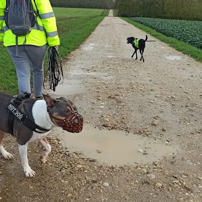 Vision Canine - Éducateur Canin à Domicile, Dresseur de Chiens à Thoissey