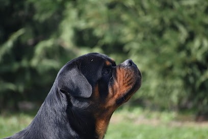 royaume de l'occitanie, Eleveur de Chiens à Villemagne
