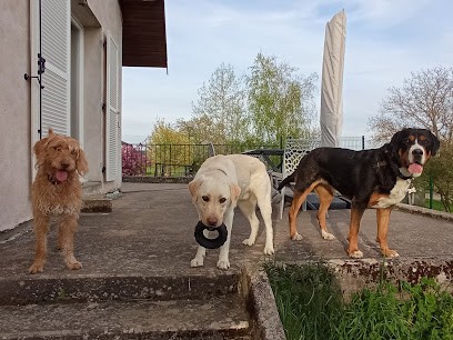 Pattounes & Paluches, Pension canine familiale + NAC + Balades, Pension pour Chiens à Raucourt