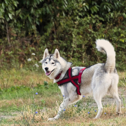 Coach Compagnon, Dresseur De Chiens à Saint-Lumine-de-Coutais