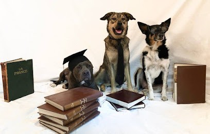 Le Campus Canin, Pension pour Chiens à Plaisance-du-Touch