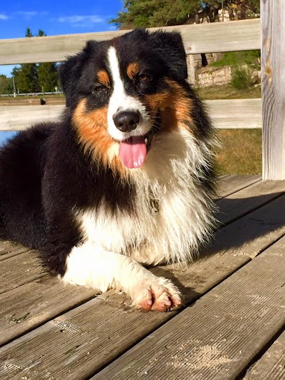 Opal Aussie, Eleveur de Chiens à Sembadel