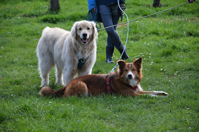 Mathisdesliens - Educateur Canin Dresseur De Chiens à Saint-Malo