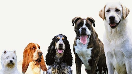 Dr. Mickael Mazurek- Zendog - Comportementaliste et éducateur canin à Nancy, Dresseur de Chiens à Saint-Max