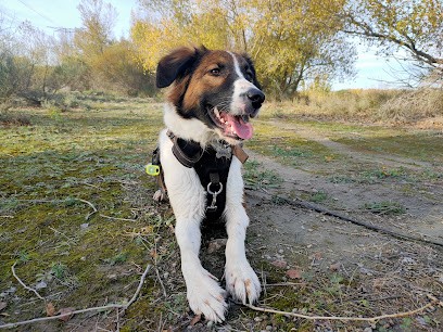 Pension canine familiale Pacopi, Pension pour Chiens à Pouligny-Notre-Dame