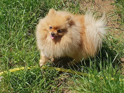 Les Cieux Bleus, Eleveur de Chiens à Manosque