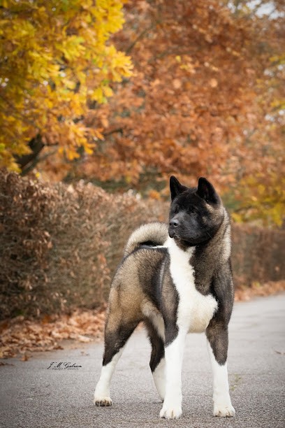 Élevage goldsy, Eleveur de Chiens à Corbeil-Essonnes