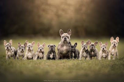Élevage - Le Gardien Des Bf Exotiques, Éleveur De Chiens à Gigny-Bussy