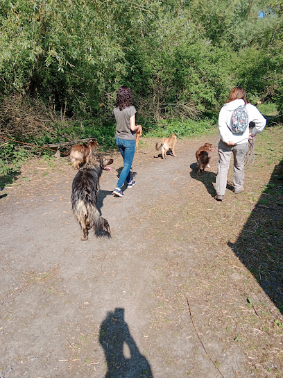 Cani Dō 🐾 Éducateur Comportementaliste Canin, Dresseur De Chiens à Lompret