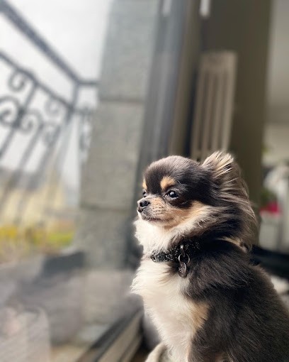 Elevage du Cocon des Petits Héros, Eleveur de Chiens à Saint-Avé