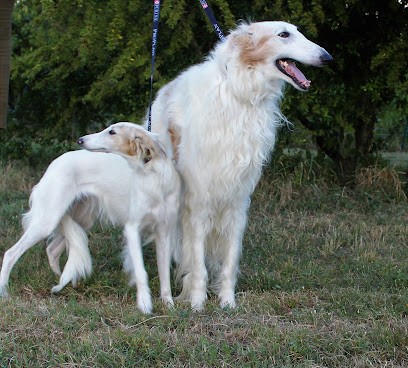 Barzois du clos vremontois / Silken Windhounds of Satin Moonlight, Eleveur de Chiens à Massels